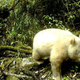 El primer avistamiento conocido de un panda gigante albino. Se estima tiene entre uno y dos años de edad.